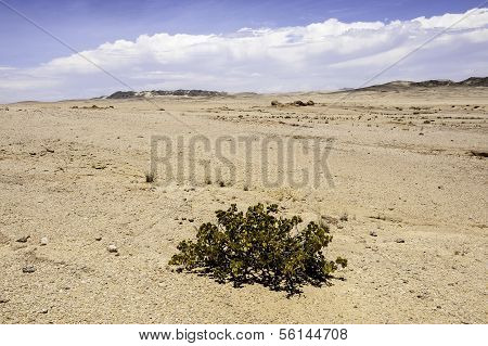 Dollar Bush
