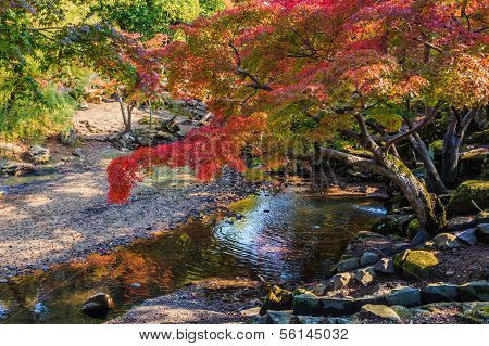 Autumn Laves In A Garden In Front Of Todaiji Temple In Nara