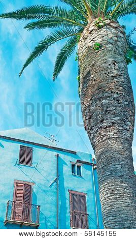 Blue Building And Palm