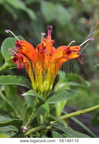 Lipstick Plant