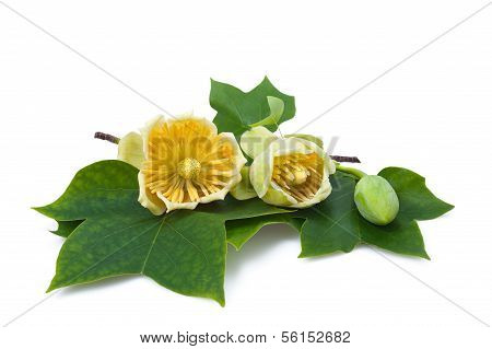 Tulipier