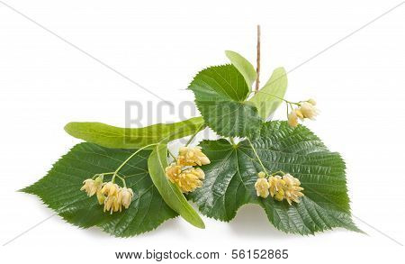 Linden