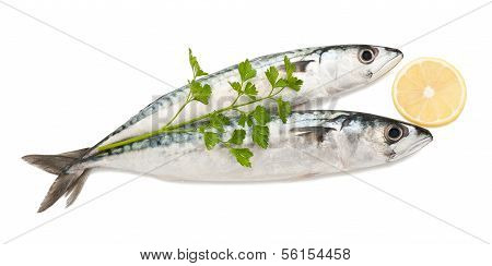 Mackerels