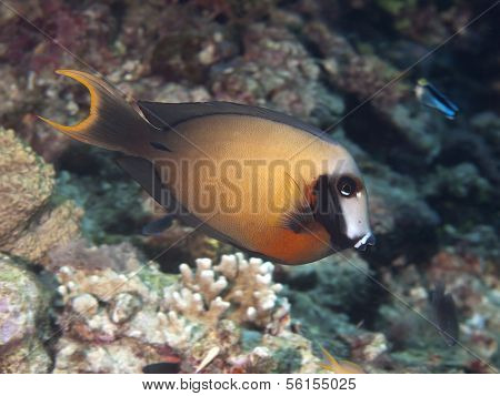 Black-spot Surgeonfish