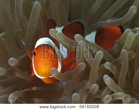 Clown Anemonefish