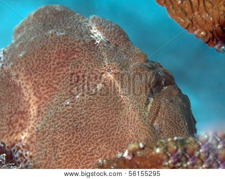 Commerson's Frogfish