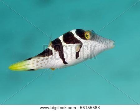 Valentin's Sharpnose Puffer