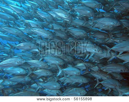 Giant Trevally