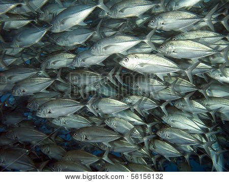 Giant Trevally