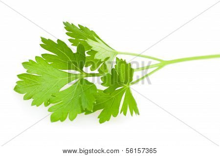 Parsley