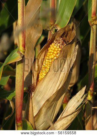 Corn