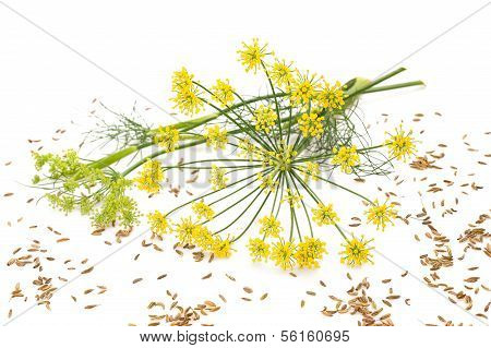 wildem Fenchel