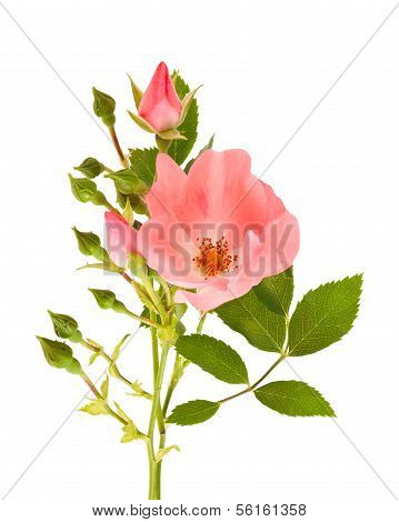 Dog Rose