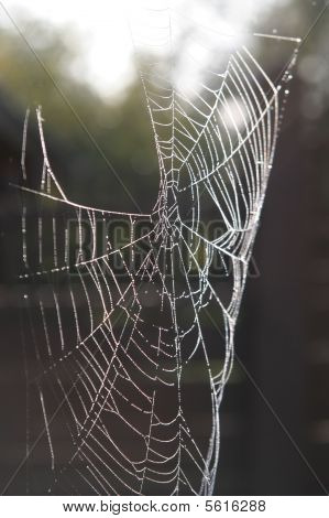 Morning Dew på Spider Web skønhed Close-up mønster