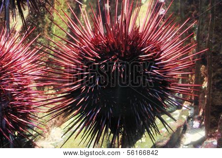 Sea urchins