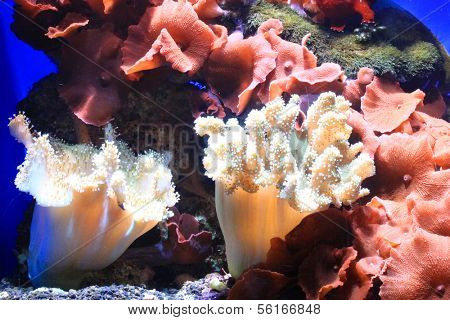 Anemone