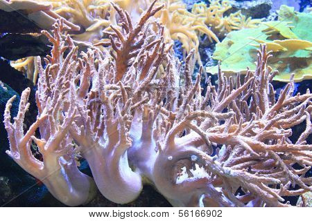 Anemone