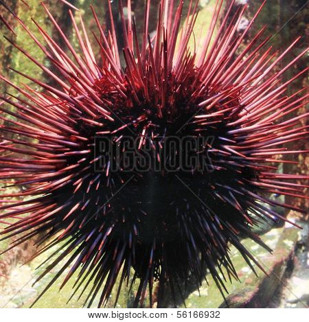 Sea urchins