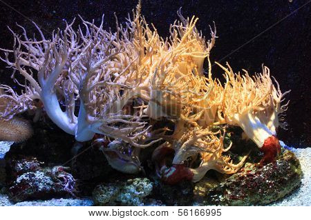 Anemone
