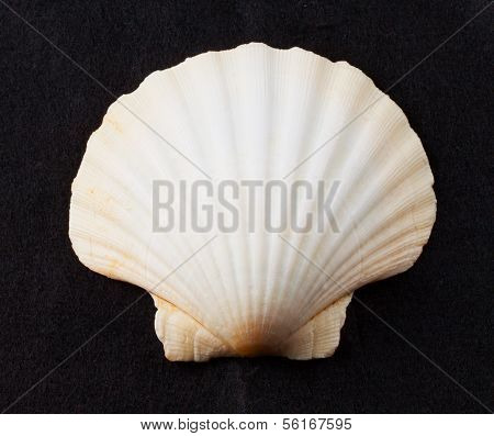 Shell