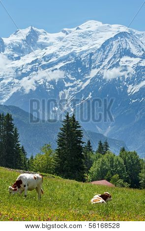 Herde KÃ¼he auf der Lichtung und Mont Blanc Bergmassiv (Blick von Plaine Joux Stadtrand)