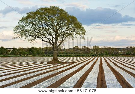 Lone Tree In Ploughed Agricultural Field