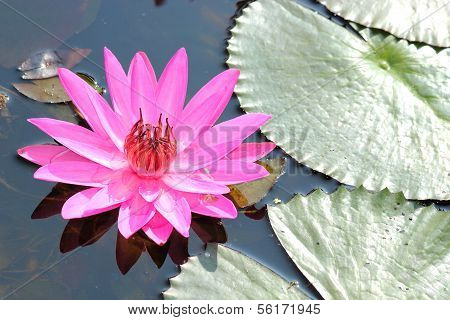 Beautiful lotus in the pond, Thailand.