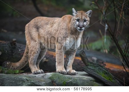 Mountain Lion