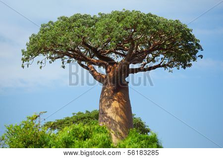 Green baobab at sunny day. Madagascar