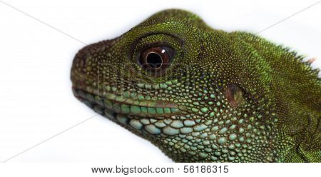 Head And Eye Of An Adult Agama (physignathus Cocincinu)