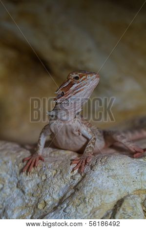 Bearded Dragons