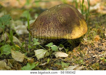 mushroom