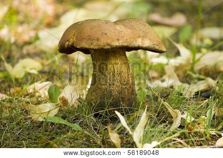 mushroom