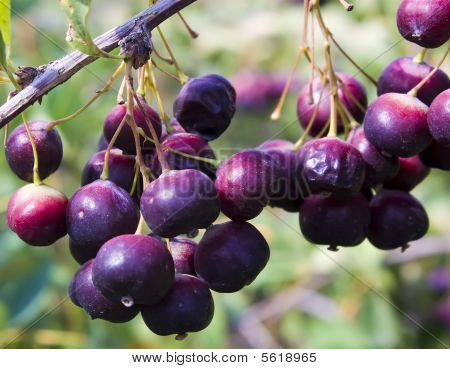 Berberis