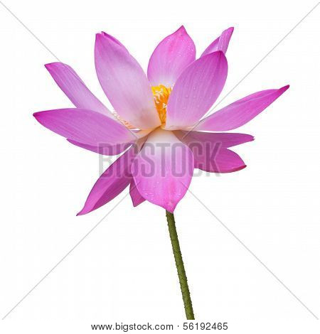 lotus flower isolated on white