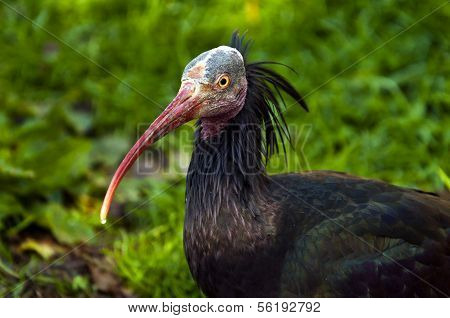 Northern Bald Ibis