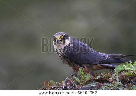 Hobby