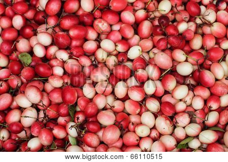 Fruit