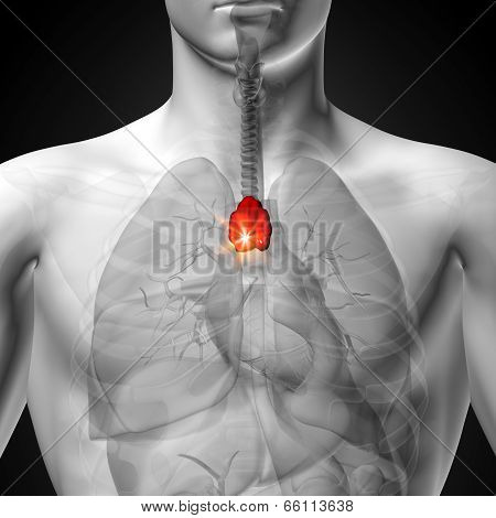 Thymus - Male anatomy of human organs - x-ray view