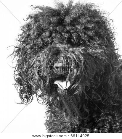 portrait of a barbet dog on white background