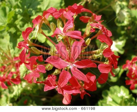 Rot Geranium