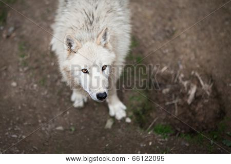 Arctic Wolf (Canis lupus arctos) aka Polar Wolf or White Wolf - Close-up portrait of this beautiful predator