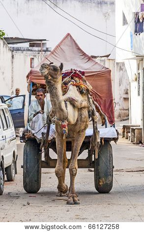 Camel Taxi In Pushkar