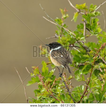 Stonechat On Hawthorn