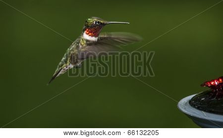 Hummingbird