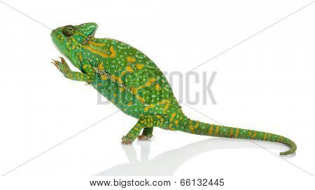 Yemen chameleon on hind legs - Chamaeleo calyptratus - isolated on white