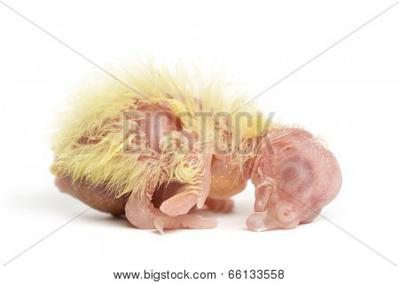 Cockatiel chick  - Nymphicus hollandicus (1 day old), isolated on white