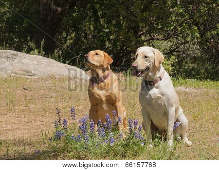 Pair of Labrador retriever dogs sitting obediently waiting for instruction