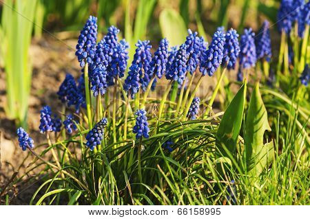 Muscari neglectum