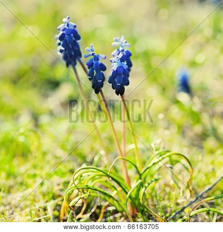 Muscari neglectum